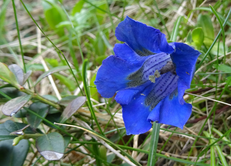 Catena dei Lagorai...da Pergine al Passo del Manghen